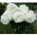 Пион Paeonia Ann Cousins 